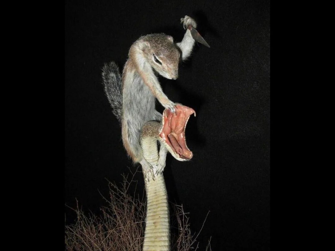 Ecureuil sur un Cobra